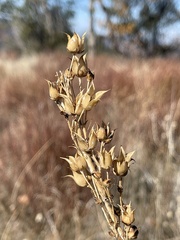 Penstemon centranthifolius