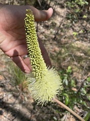 Xanthorrhoea macronema