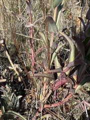 Penstemon centranthifolius