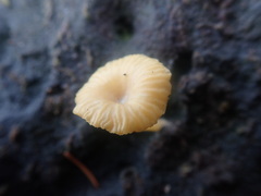 Lichenomphalia