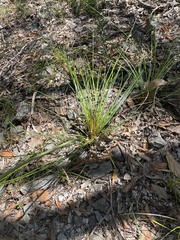 Xanthorrhoea macronema