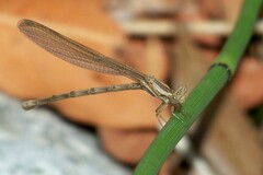 Argia extranea