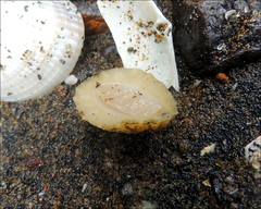 Onchidella nigricans