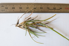 Pentapogon quadrifidus