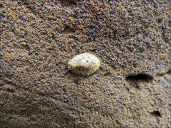 Onchidella nigricans