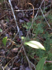 Ilex coriacea