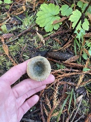 Lactarius aurantiosordidus