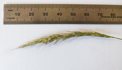 Pentapogon quadrifidus