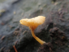 Lichenomphalia