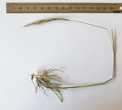 Pentapogon quadrifidus