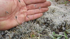 Luzula ulophylla