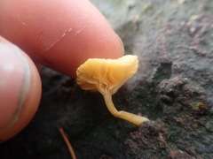 Lichenomphalia
