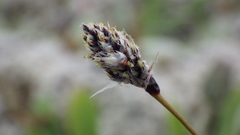 Luzula ulophylla