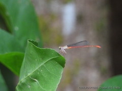 Ceriagrion aeruginosum
