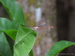Ceriagrion aeruginosum