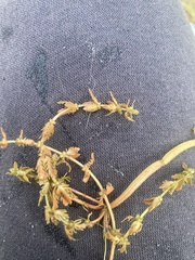 Myriophyllum verrucosum