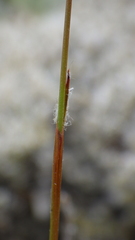Luzula ulophylla