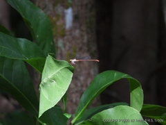 Ceriagrion aeruginosum