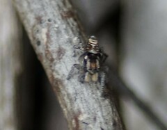 Maratus plumosus