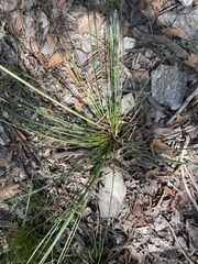 Xanthorrhoea macronema