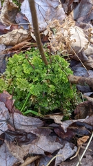 Trichocolea tomentella