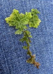 Trichocolea tomentella