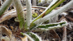 Luzula ulophylla