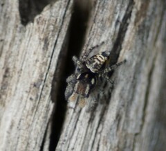 Maratus plumosus