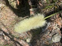 Xanthorrhoea macronema