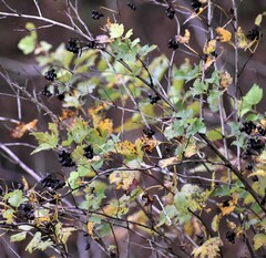 Physocarpus intermedius