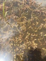 Myriophyllum verrucosum