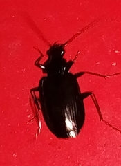 Platyninae