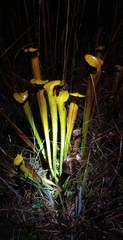 Sarracenia alata