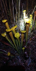 Sarracenia alata