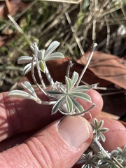 Lupinus albifrons
