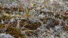Poa maniototo