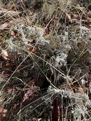 Lupinus albifrons