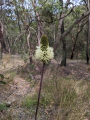 Xanthorrhoea macronema