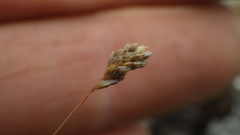 Poa maniototo