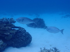 Prionurus microlepidotus