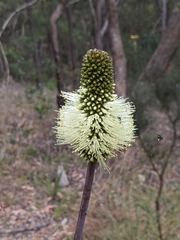 Xanthorrhoea macronema