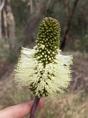 Xanthorrhoea macronema