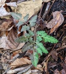 Sceptridium dissectum dissectum