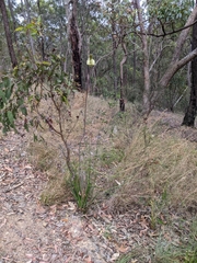 Xanthorrhoea macronema