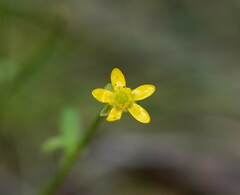 Ranunculus plebeius