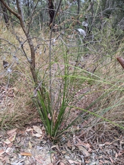 Xanthorrhoea macronema