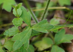 Ranunculus plebeius