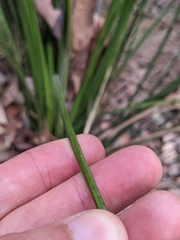 Xanthorrhoea macronema