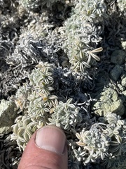 Lupinus albifrons