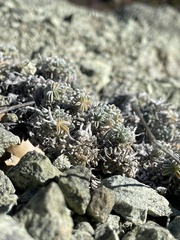 Lupinus albifrons